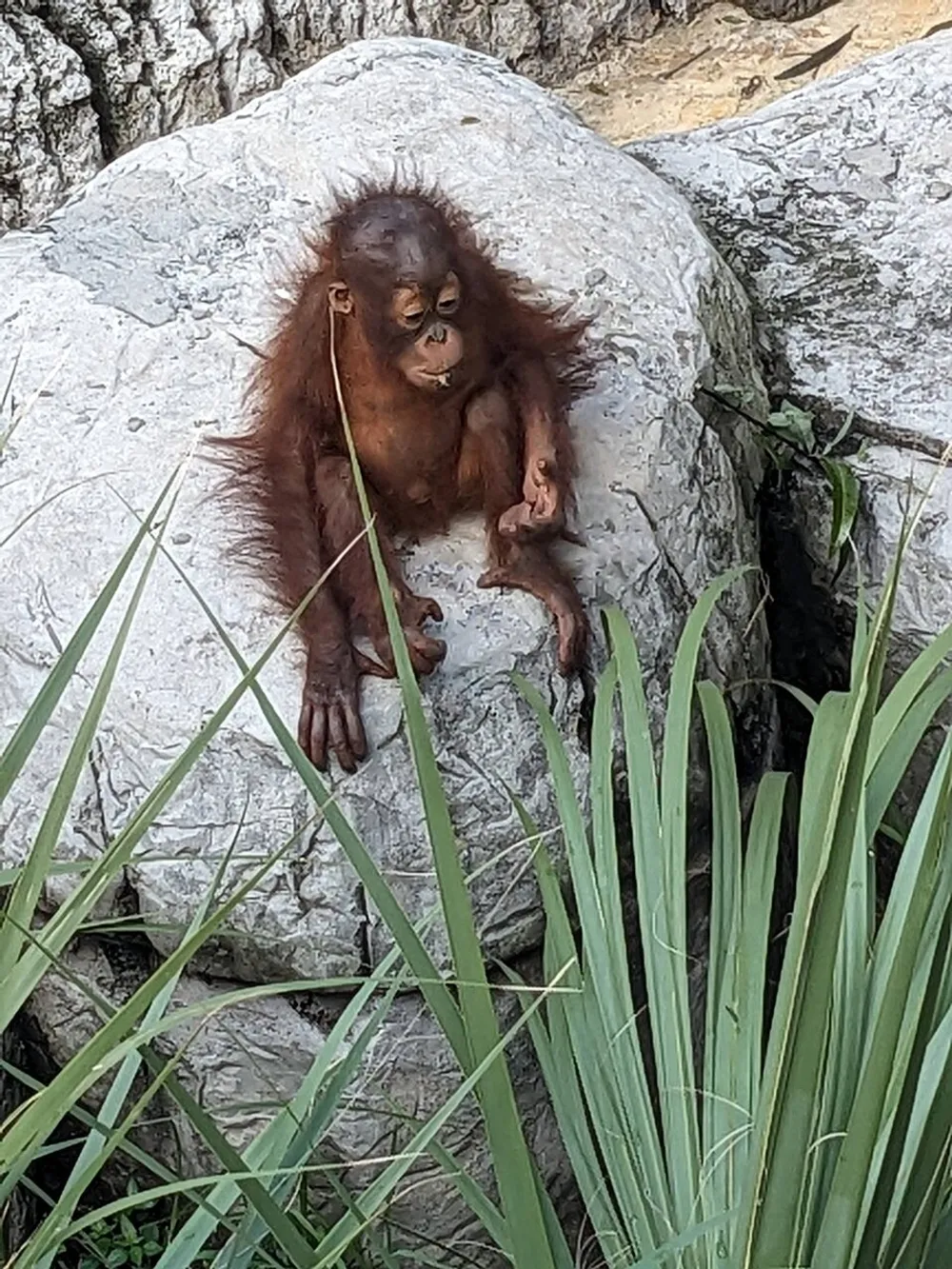 A young orangutan is sitting leisurely on a large rock surrounded by green foliage