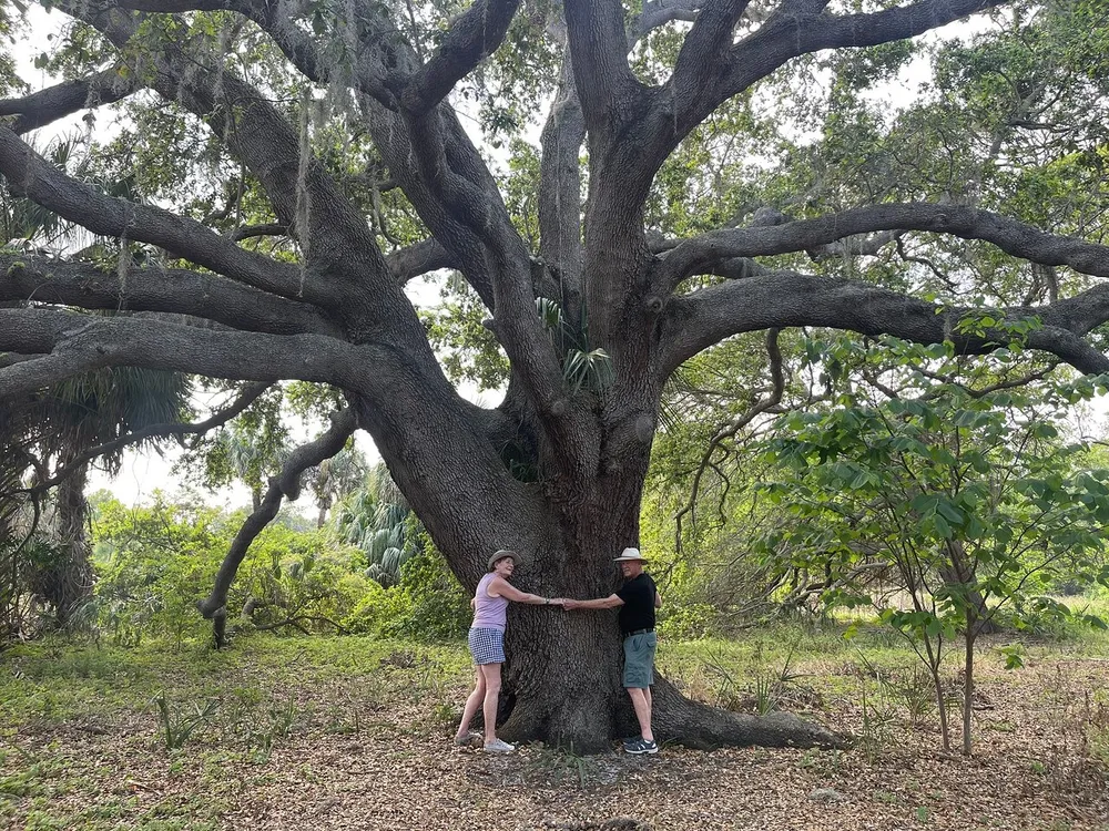 Two people are standing on opposite sides of a massive tree trunk reaching out towards each other