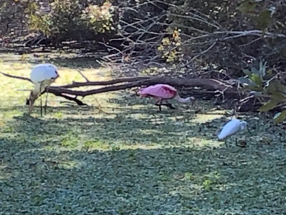 The image shows two white birds and one pink bird which appears to be a flamingo foraging among leaves on the ground in a wooded area
