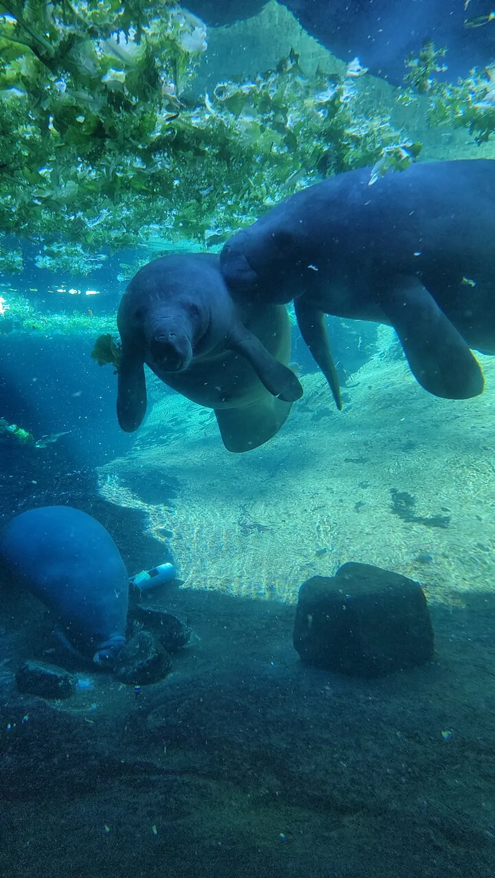 Two manatees are floating in clear blue water creating an underwater scene of serenity and grace