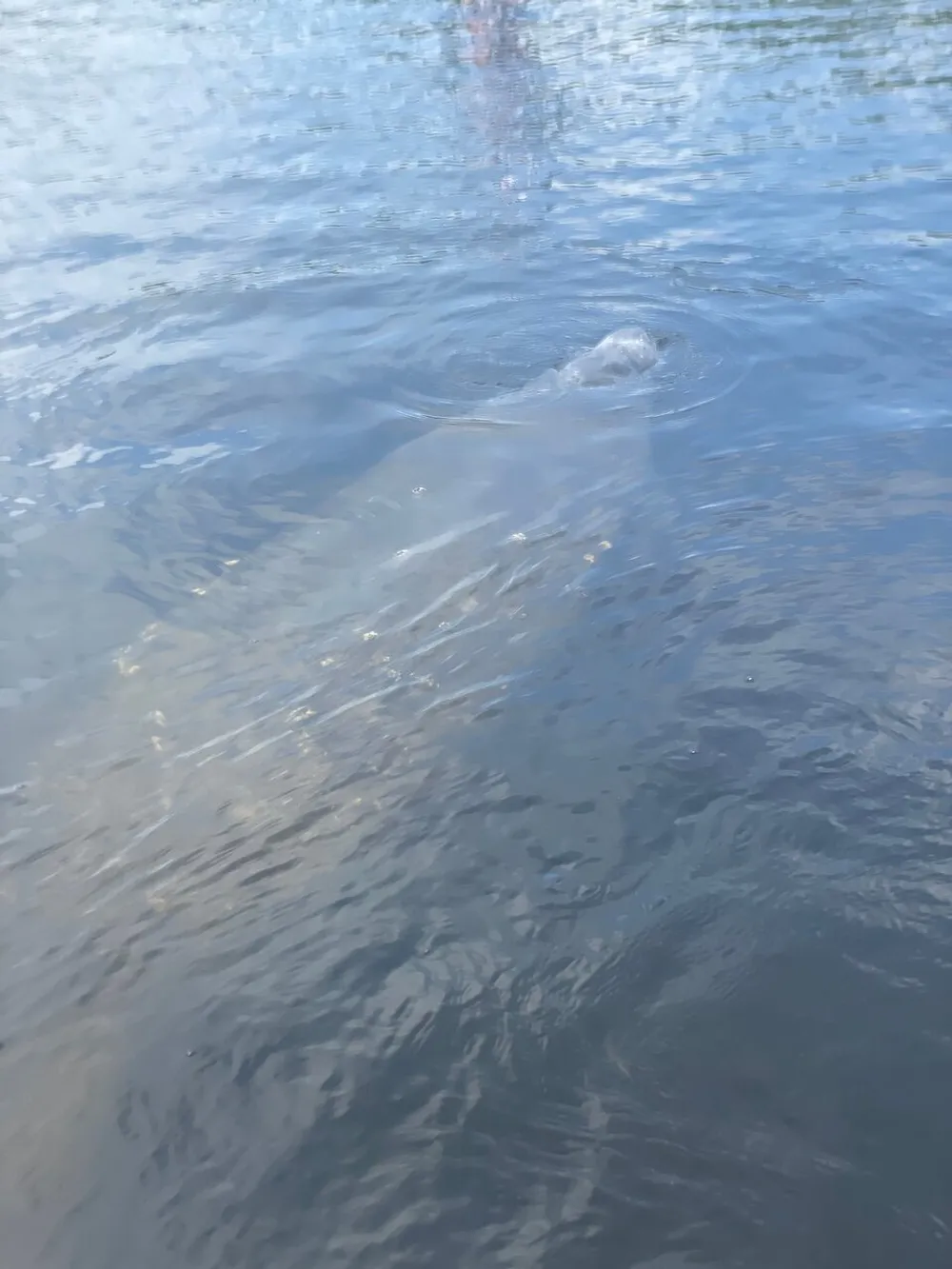 The image shows the calm surface of a body of water with a manatee visible just below the surface creating a swirl as it moves