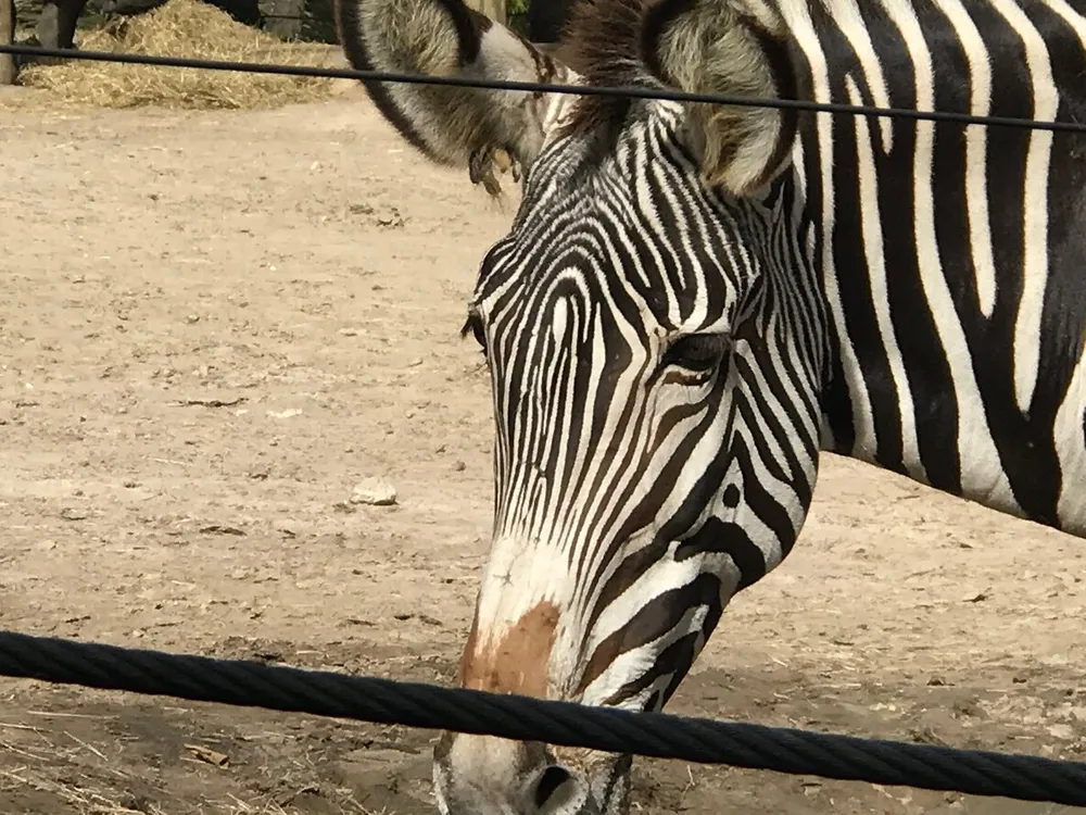 A close-up photo of a zebra behind barrier ropes at what appears to be a zoo enclosure