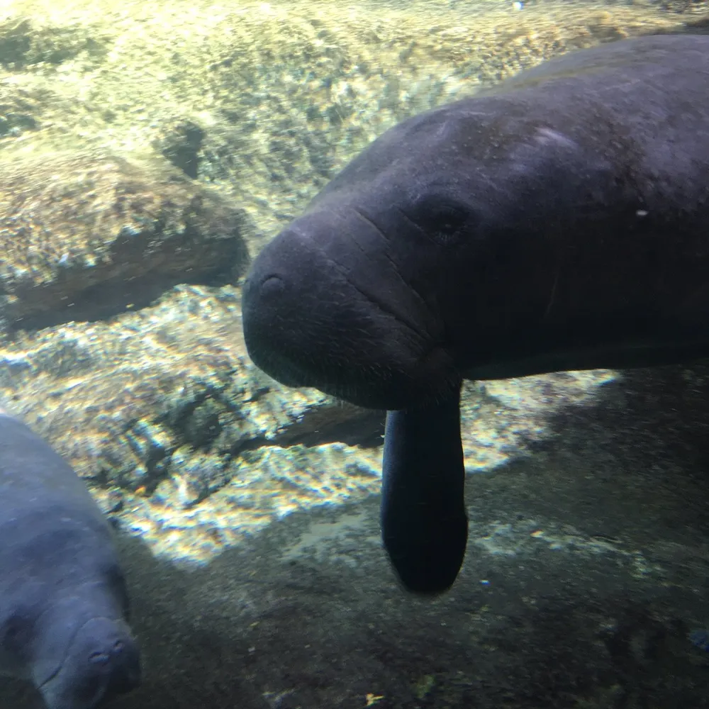 The image shows a manatee swimming underwater near a rocky floor with another manatee visible in the background