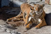 A tiger cub is playfully nuzzling against its resting mother on a rocky surface.