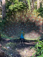 A peacock is displaying its splendid tail feathers, characterized by vivid blue and green colors and distinctive 'eye' patterns, in a natural forest setting.