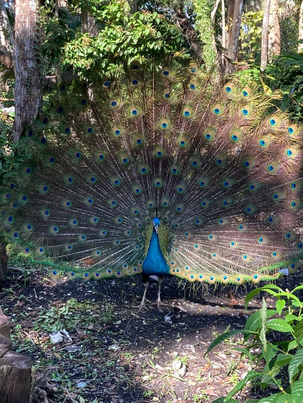 A peacock is displaying its splendid tail feathers characterized by vivid blue and green colors and distinctive eye patterns in a natural forest setting