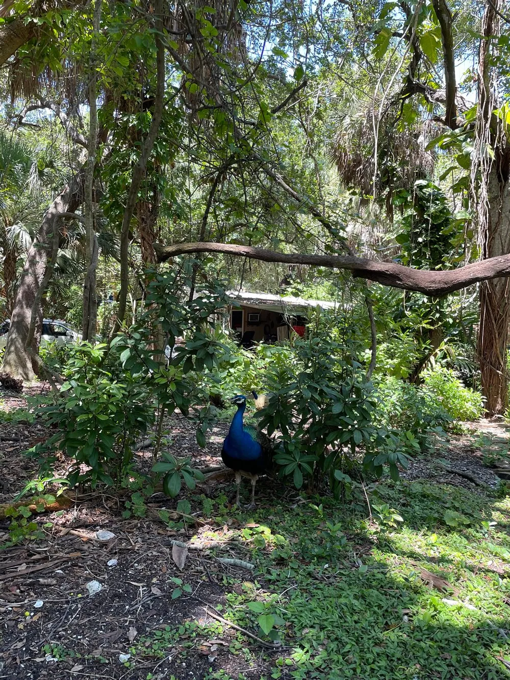 A peacock stands prominently in a lush green environment with dense foliage and a rustic building in the background