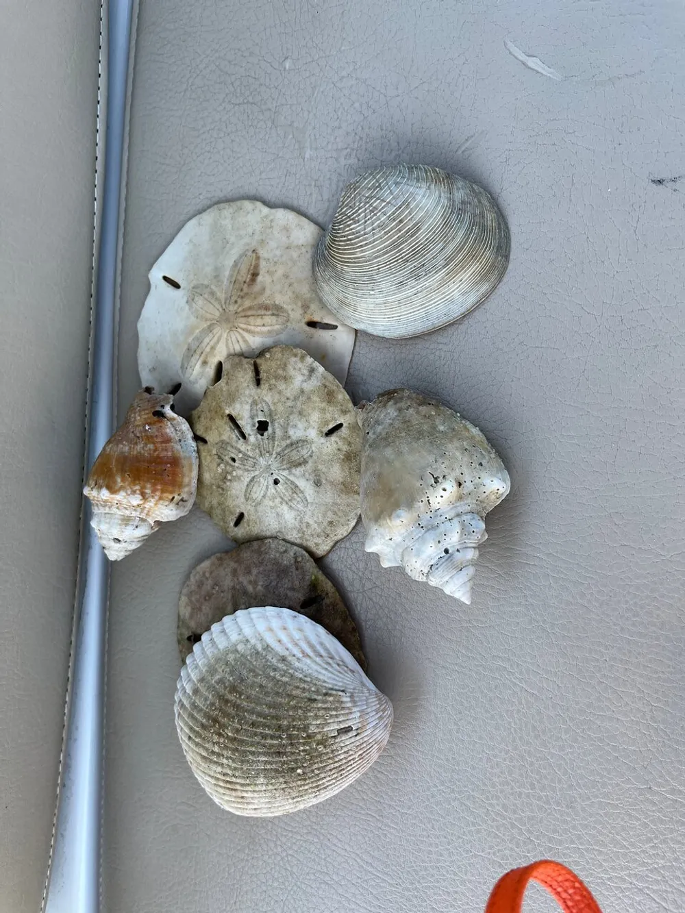 The image shows a collection of various seashells and sand dollars placed on a textured grey surface