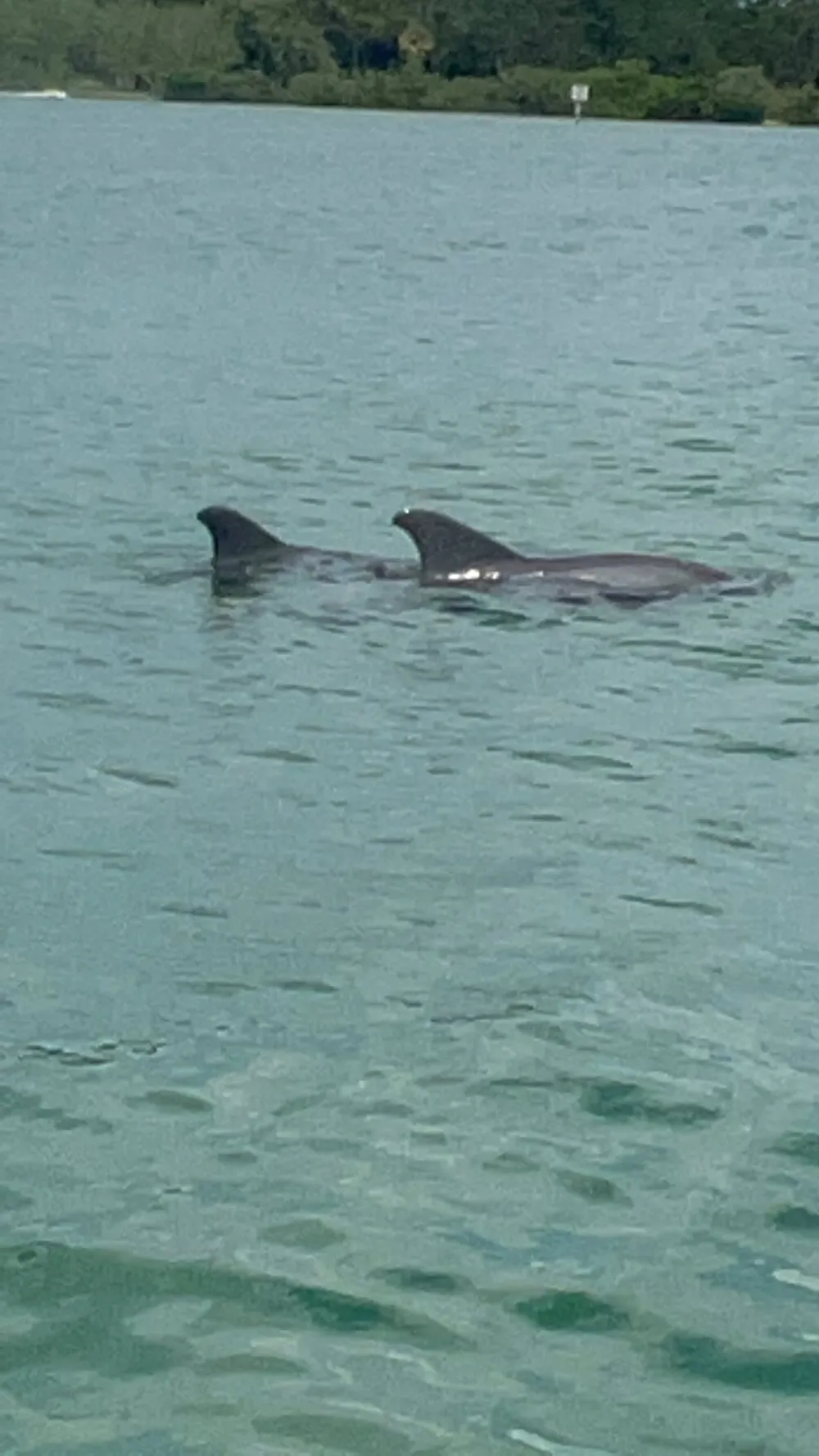 The image shows two dolphins swimming near the surface of a body of water with foliage visible in the background