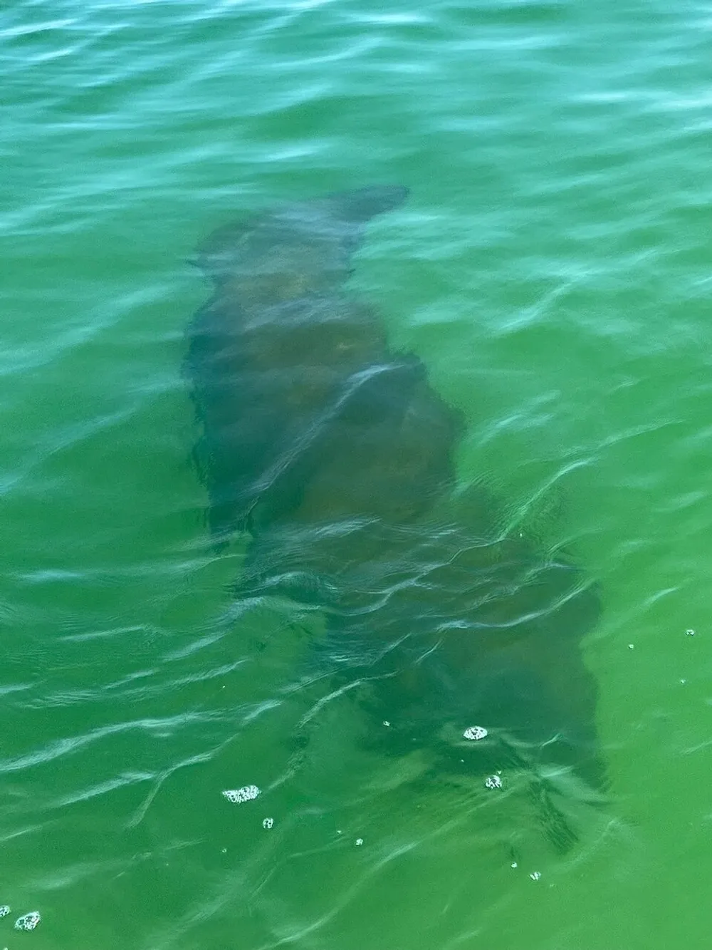 The image shows a large dark shape submerged under the green waters which looks like it might be a marine animal such as a manatee or a large fish