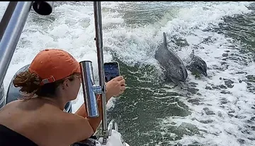 A person on a boat is capturing a moment on their smartphone where a dolphin appears to be playfully riding the wake beside the vessel.