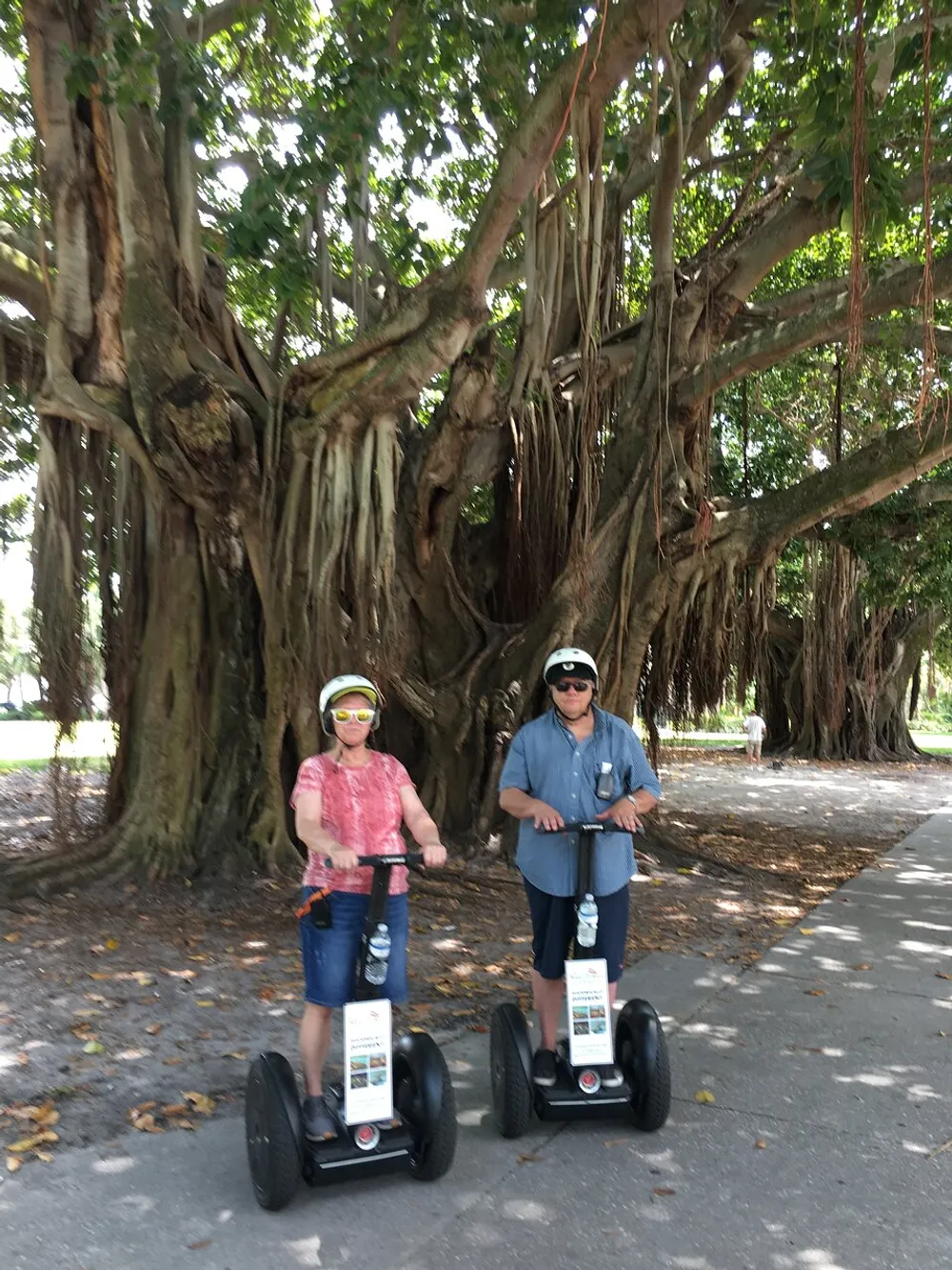Two people wearing helmets are standing on Segways in front of a large banyan tree with complex root structures