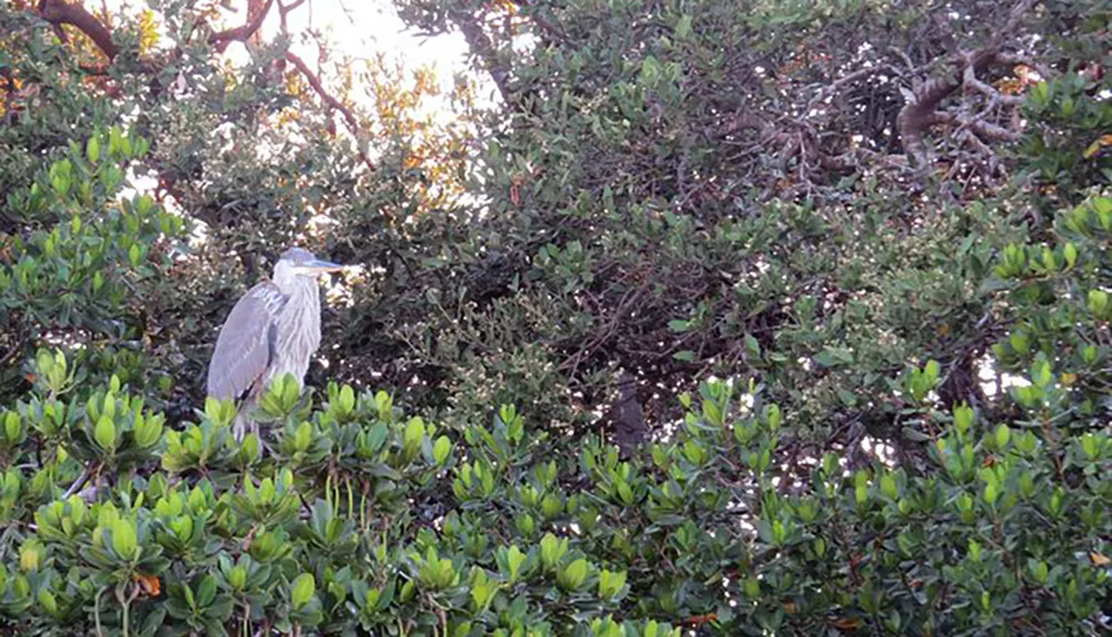 A heron is perched amidst dense green foliage blending into the natural surroundings