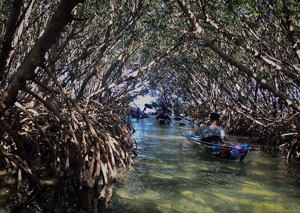 Kayakers navigate through a serene mangrove tunnel with intricate root systems above clear water