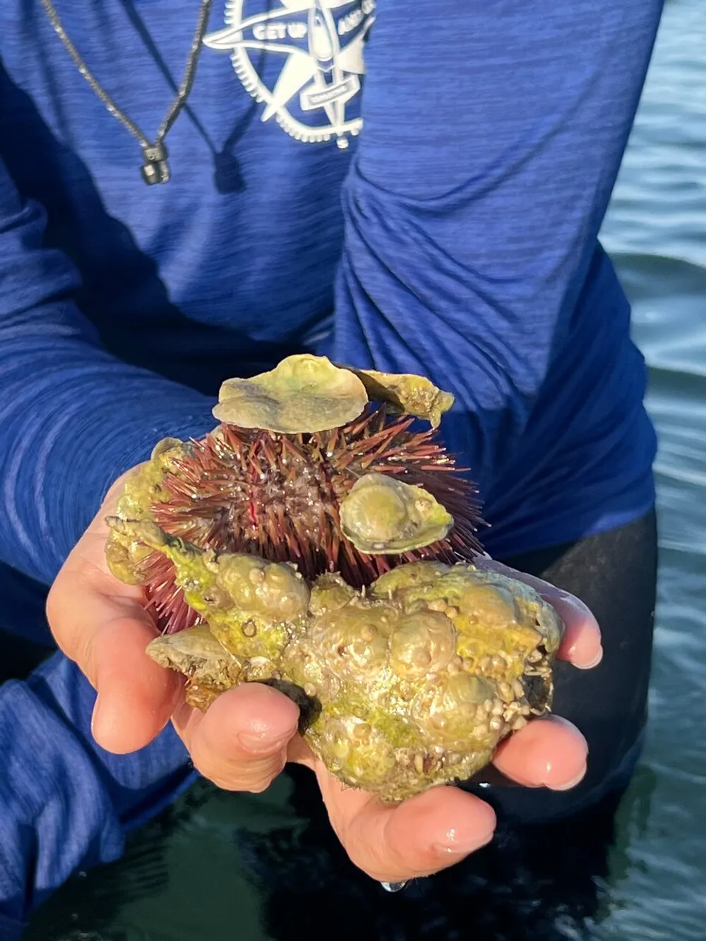 A person wearing a blue long-sleeved shirt holds a sea urchin covered with algae and barnacles over a body of water