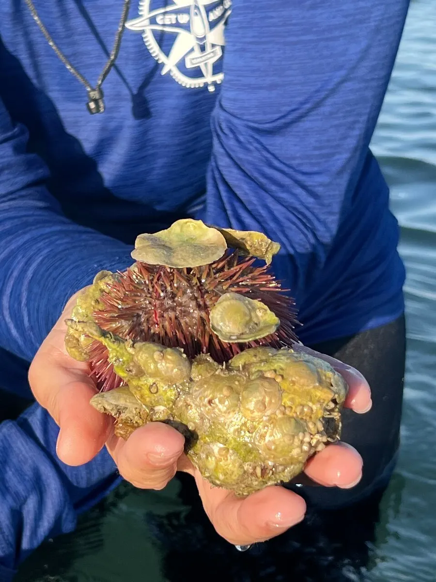 A person wearing a blue long-sleeved shirt holds a sea urchin covered with algae and barnacles over a body of water.