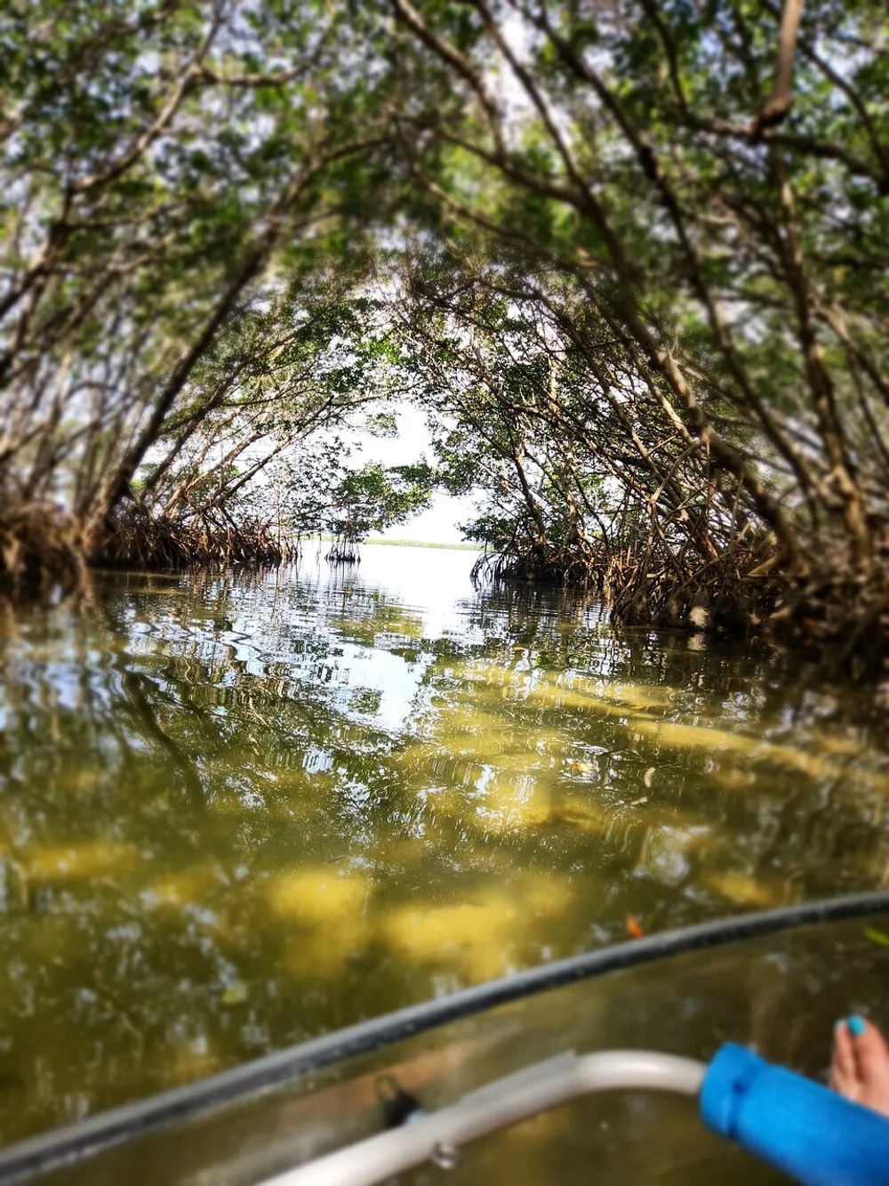 The image shows a waterway framed by an arch of mangrove trees with the perspective taken from a boat implied by a part of the boat and a persons foot entering the frame