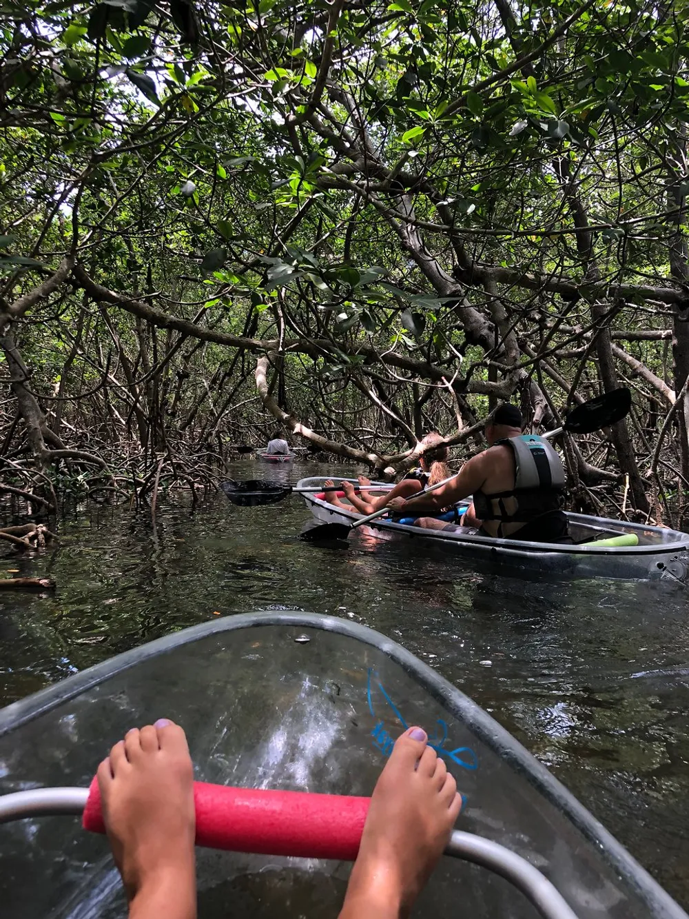 A group of people are kayaking through a dense mangrove forest viewed from the perspective of someone inside a transparent kayak