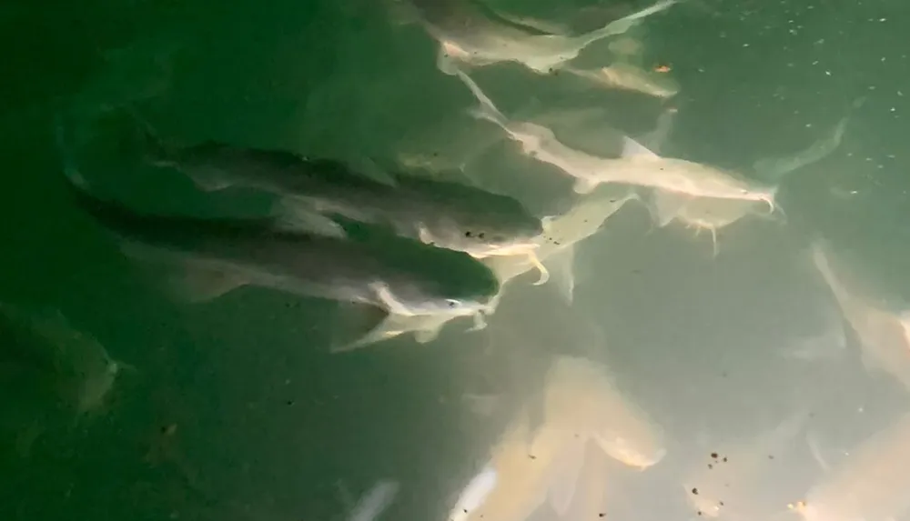 The image shows several fish swimming underwater with a murky greenish coloration to the water