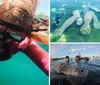 A person in a pink wetsuit is snorkeling underwater close to a large sea turtle