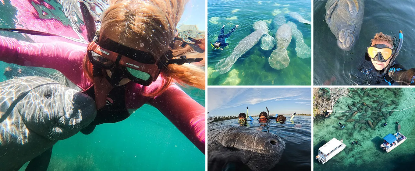 Snorkel Swim with Manatees Tour