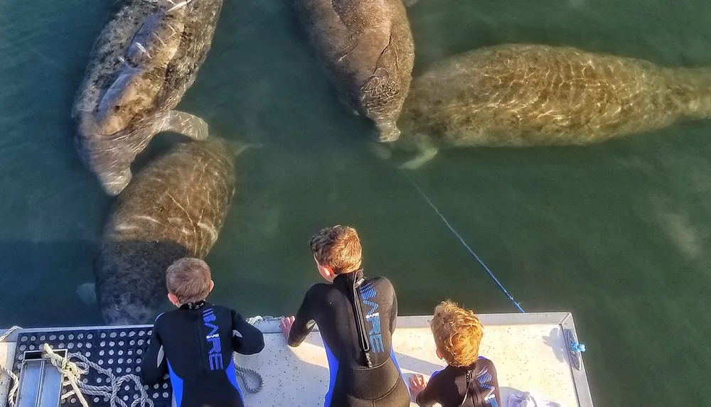 Three children in wetsuits are standing on a boat observing a group of manatees in clear water