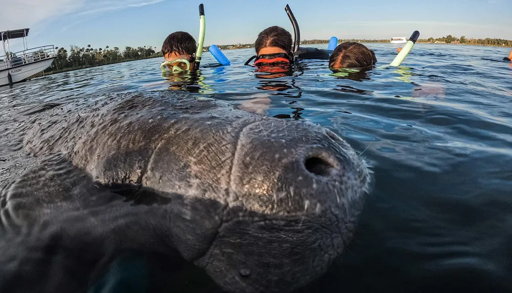 A curious manatee surfaces near snorkelers in clear water with a boat visible in the background