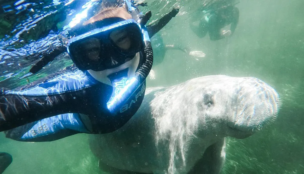 A person is snorkeling and taking a selfie with a manatee underwater