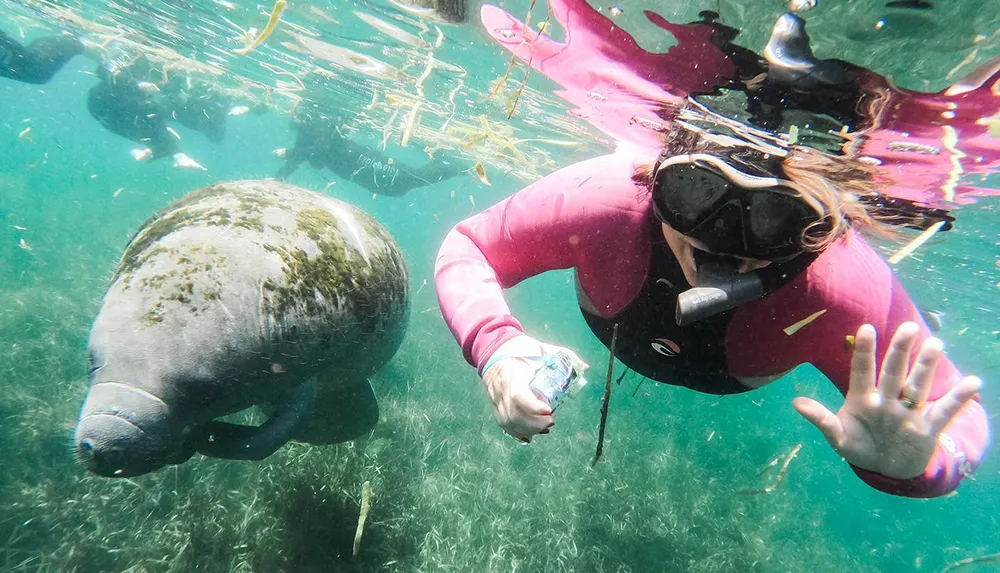 A snorkeler in a pink wetsuit and a manatee are swimming close to each other in clear underwater surroundings