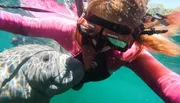 A person in a pink wetsuit is snorkeling underwater close to a large sea turtle.