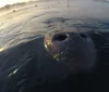 Three individuals on a boat are smiling and looking at a large marine animal which appears to be a manatee swimming in clear blue water