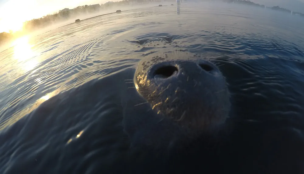 A manatees snout breaks the calm surface of the water in a serene misty river scene at sunrise