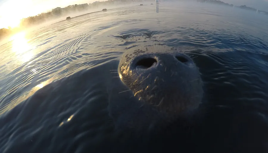 A manatee's snout breaks the calm surface of the water in a serene, misty river scene at sunrise.