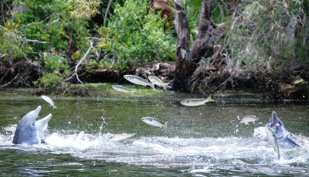 A dolphin is leaping out of the water amidst a frenzy of scattered fish in a lively aquatic scene