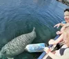 Three individuals on a boat are smiling and looking at a large marine animal which appears to be a manatee swimming in clear blue water