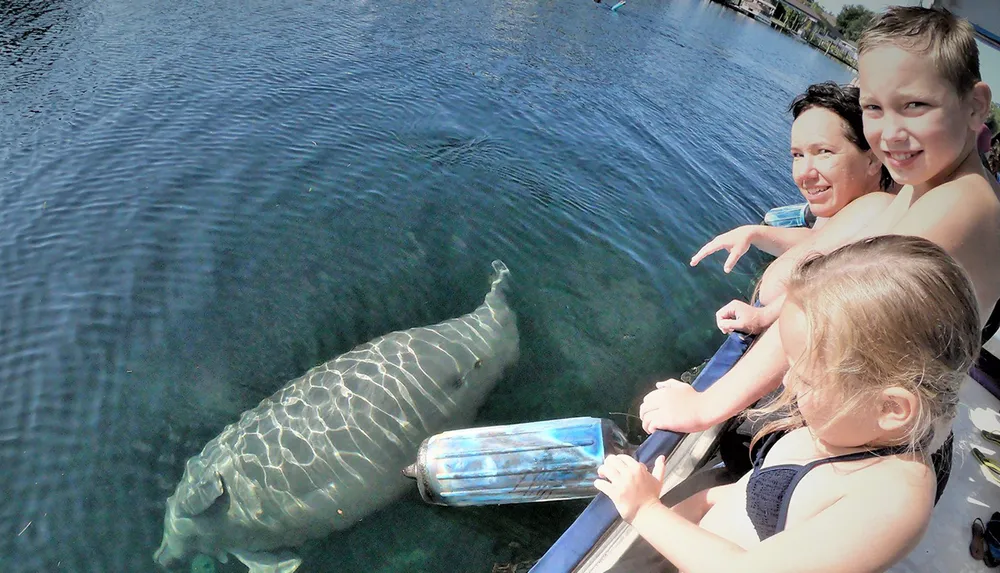 Three individuals on a boat are smiling and looking at a large marine animal which appears to be a manatee swimming in clear blue water