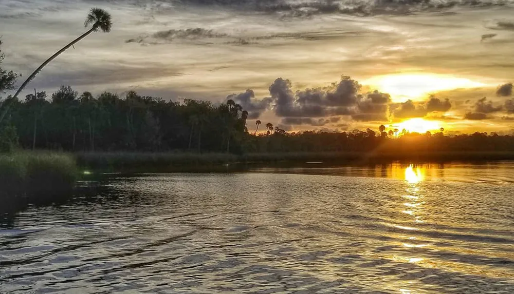 A tranquil sunset with golden hues reflects on the water by a forest with a leaning palm tree