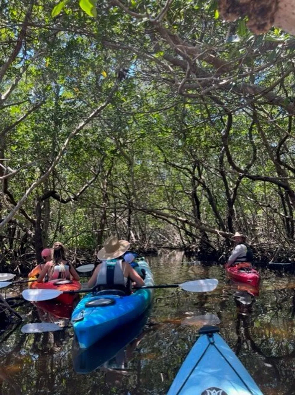 A group of kayakers navigates through a serene mangrove tunnel surrounded by lush greenery and clear water