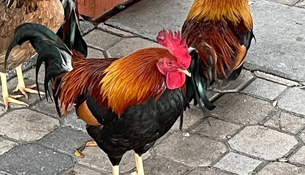 A rooster with striking black and golden plumage stands on a cobblestone surface