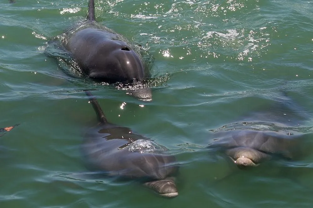 Three dolphins are swimming near the surface of greenish water