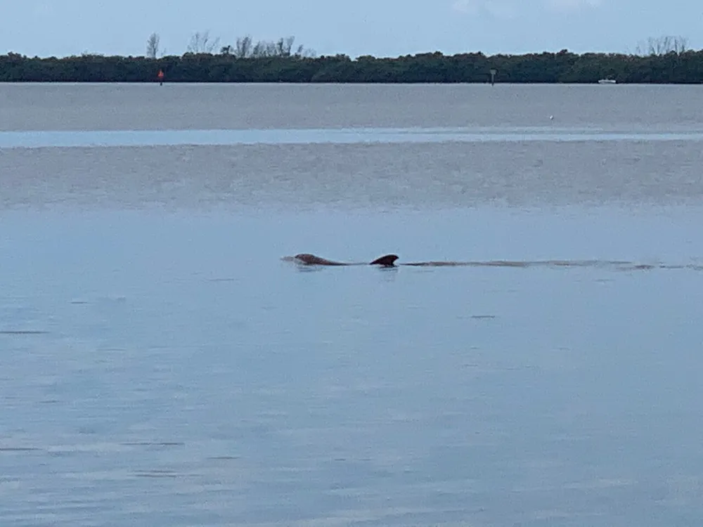 A dolphin is swimming near the surface of a calm body of water with land visible in the background