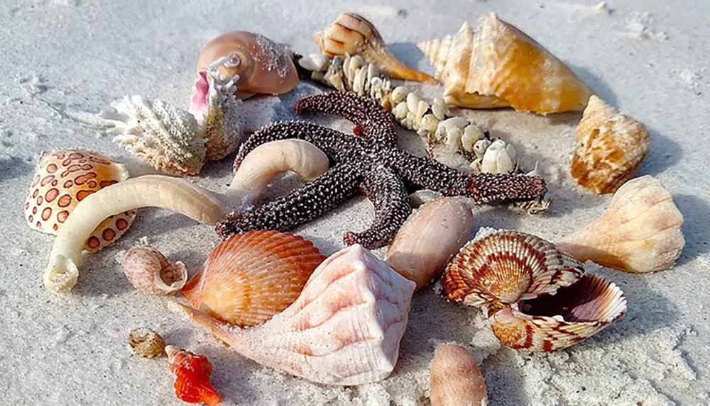 An assorted collection of sea shells a starfish and some coral fragments are scattered on a sandy beach