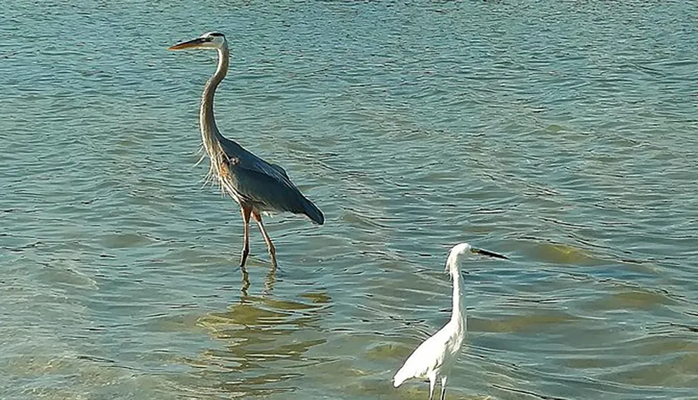 A great blue heron and a white egret stand in shallow water likely searching for fish or other aquatic prey
