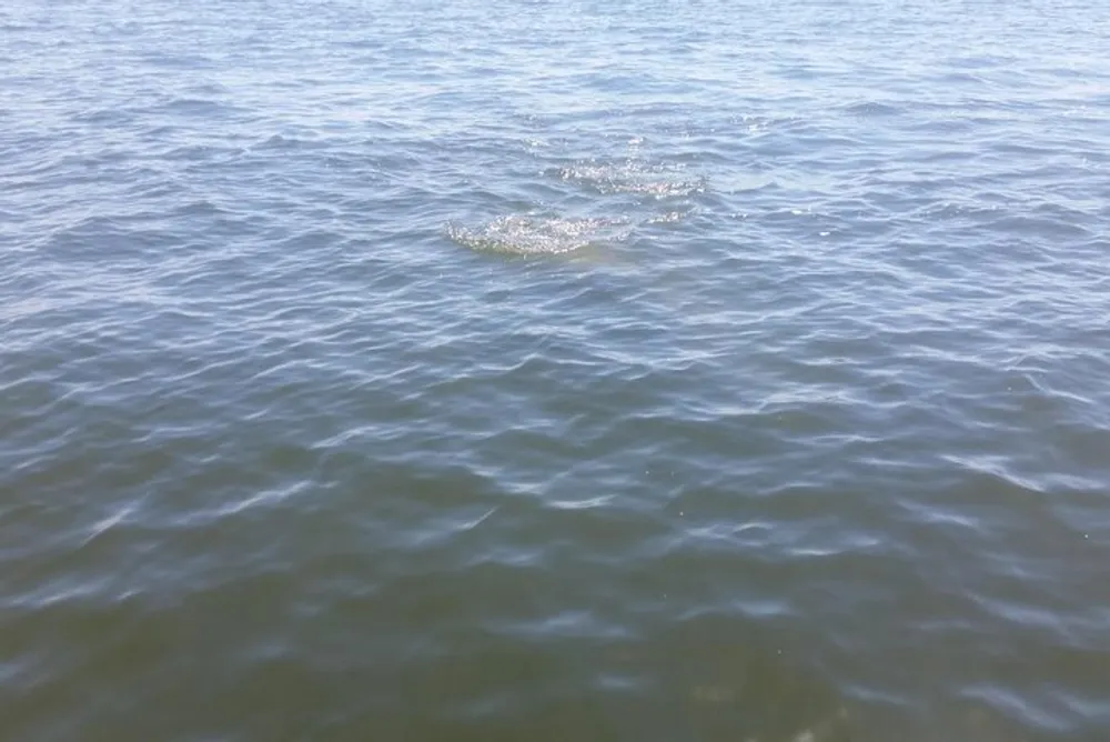 The image shows a calm expanse of water with light ripples and a small area where the surface is disturbed possibly by a submerged object or aquatic creature