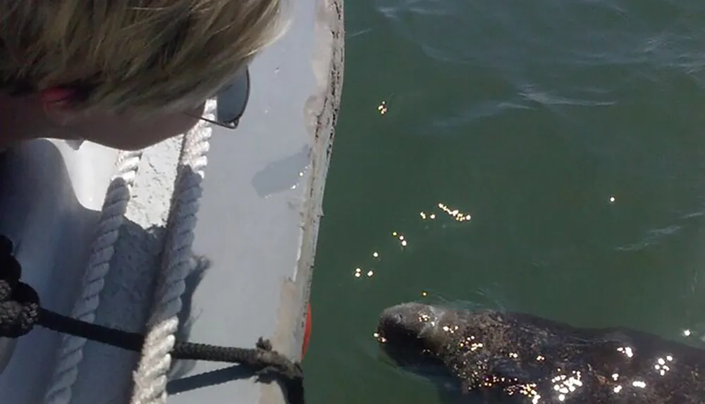 A person is looking down at a large marine animal possibly a manatee near the side of a boat in sunlit water