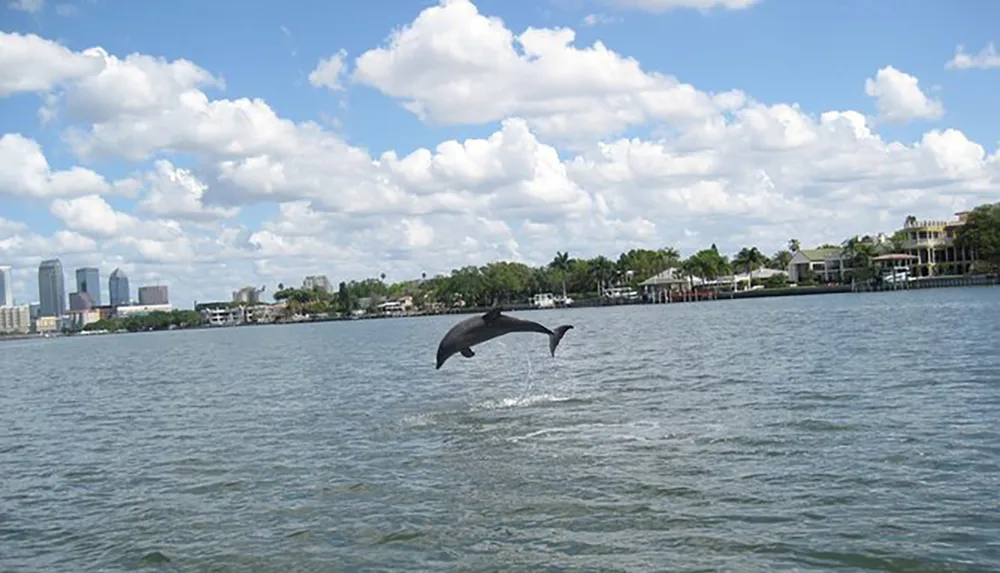 A dolphin is leaping out of the water with a backdrop of a city skyline and waterfront homes
