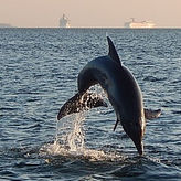 Tampa Bay Private Charter