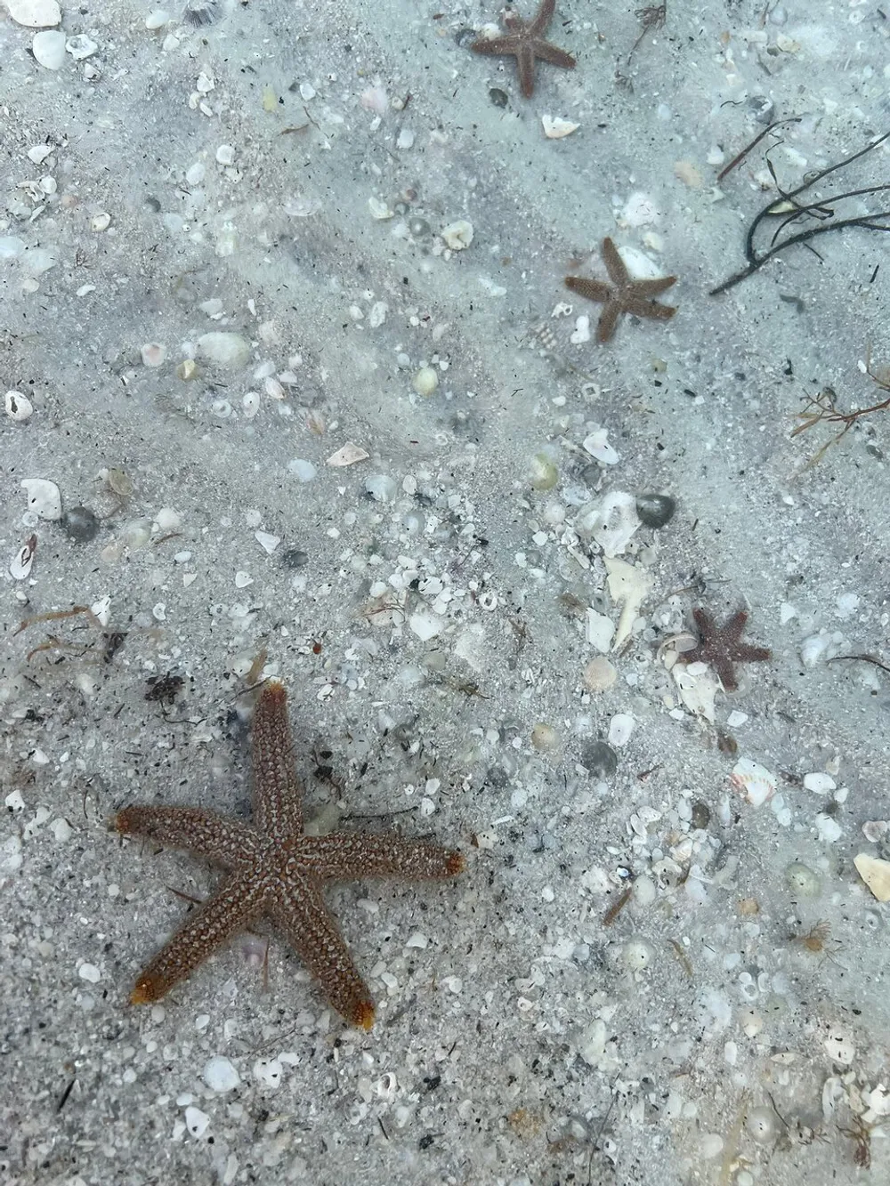 The image shows a close-up view of a sandy seabed with multiple starfish and scattered shells visible through clear shallow water