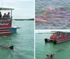 A group of passengers on a Dolphin Quest tour boat are watching a dolphin swimming in the water beside them
