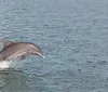 A group of passengers on a Dolphin Quest tour boat are watching a dolphin swimming in the water beside them